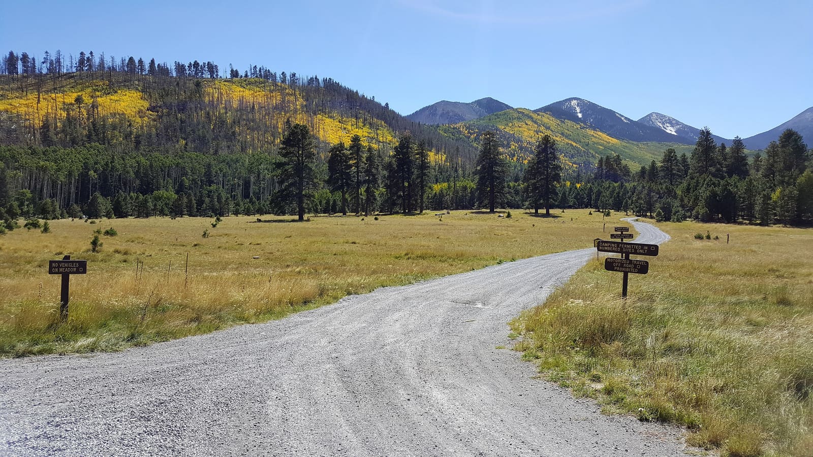 Aspens turning gold in Lockett Meadow below the San Francisco Peaks near Flagstaff