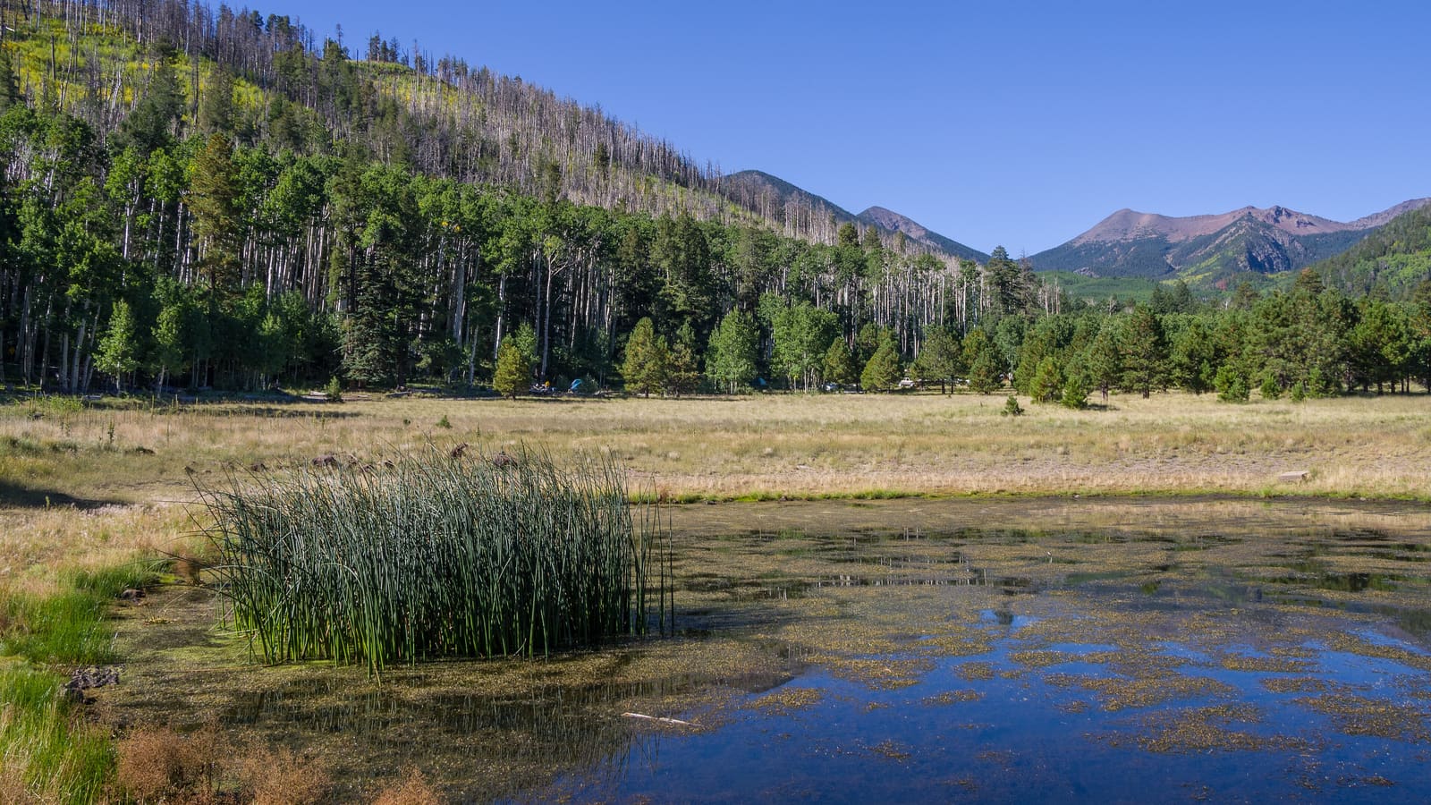 Aspens starting to turn in Lockett Meadow below the San Francisco Peaks