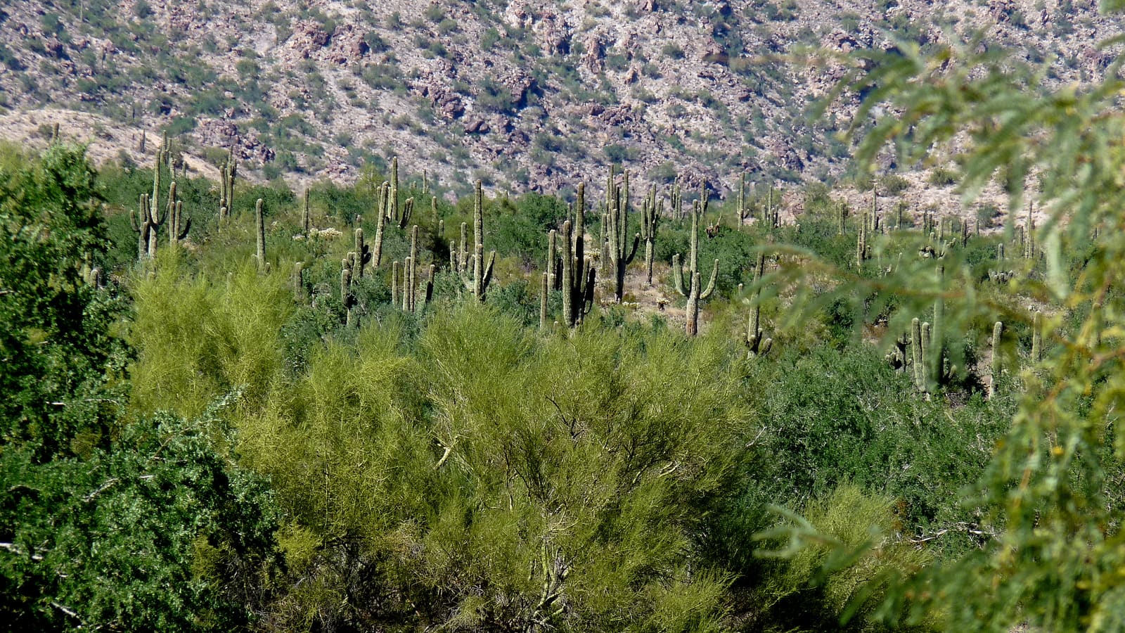 A saguaro-studded desert trail in the White Tank Mountains near Glendale, Arizona