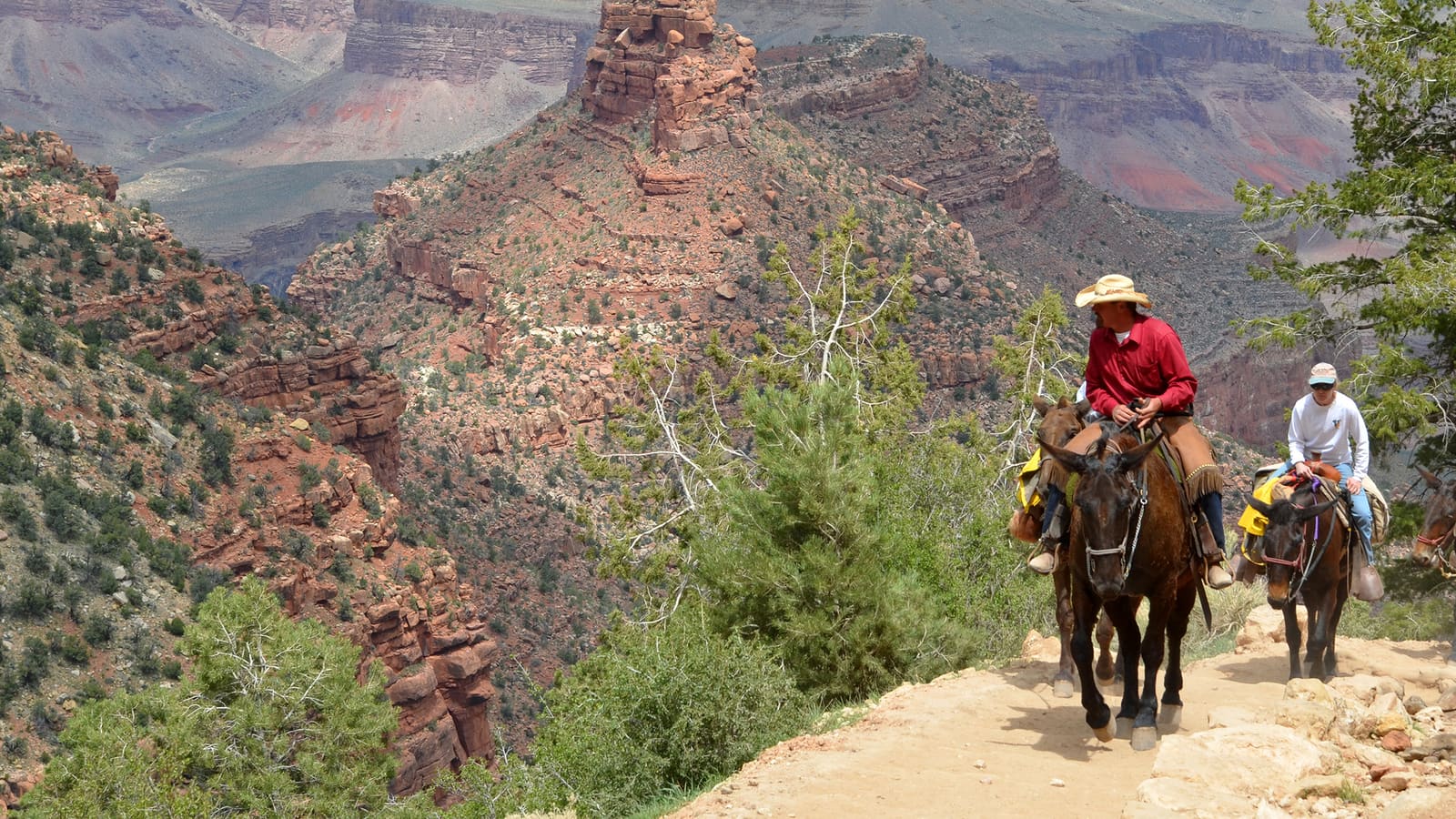 A guided mule train climbing the Bright Angel Trail in the Grand Canyon