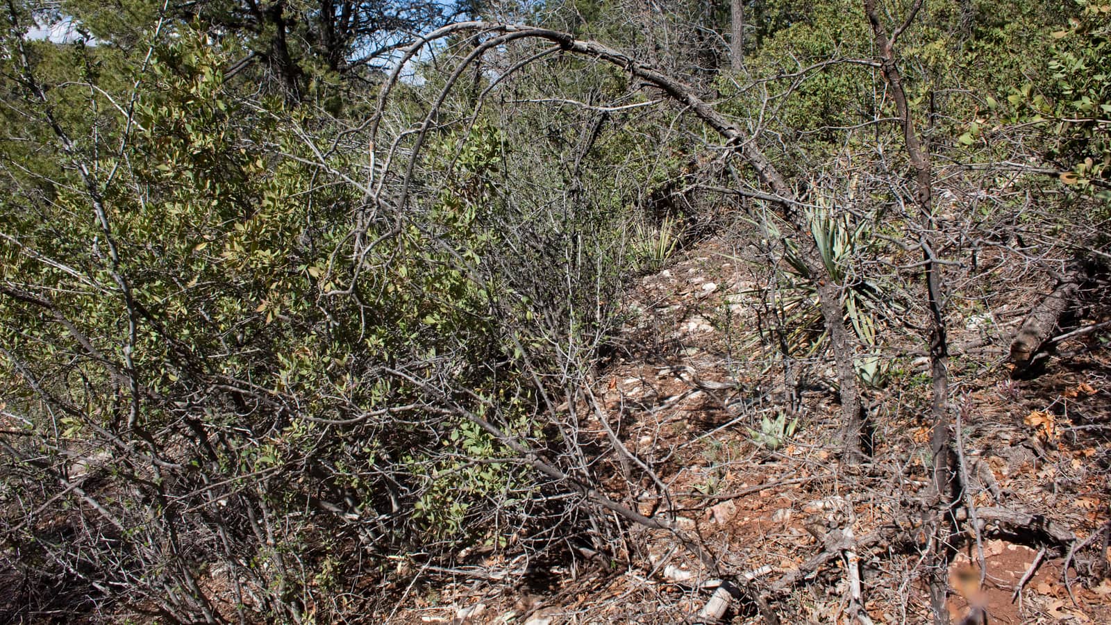 Pine and chaparral woodland on Mingus Mountain near Jerome, part of the Prescott National Forest trail network.