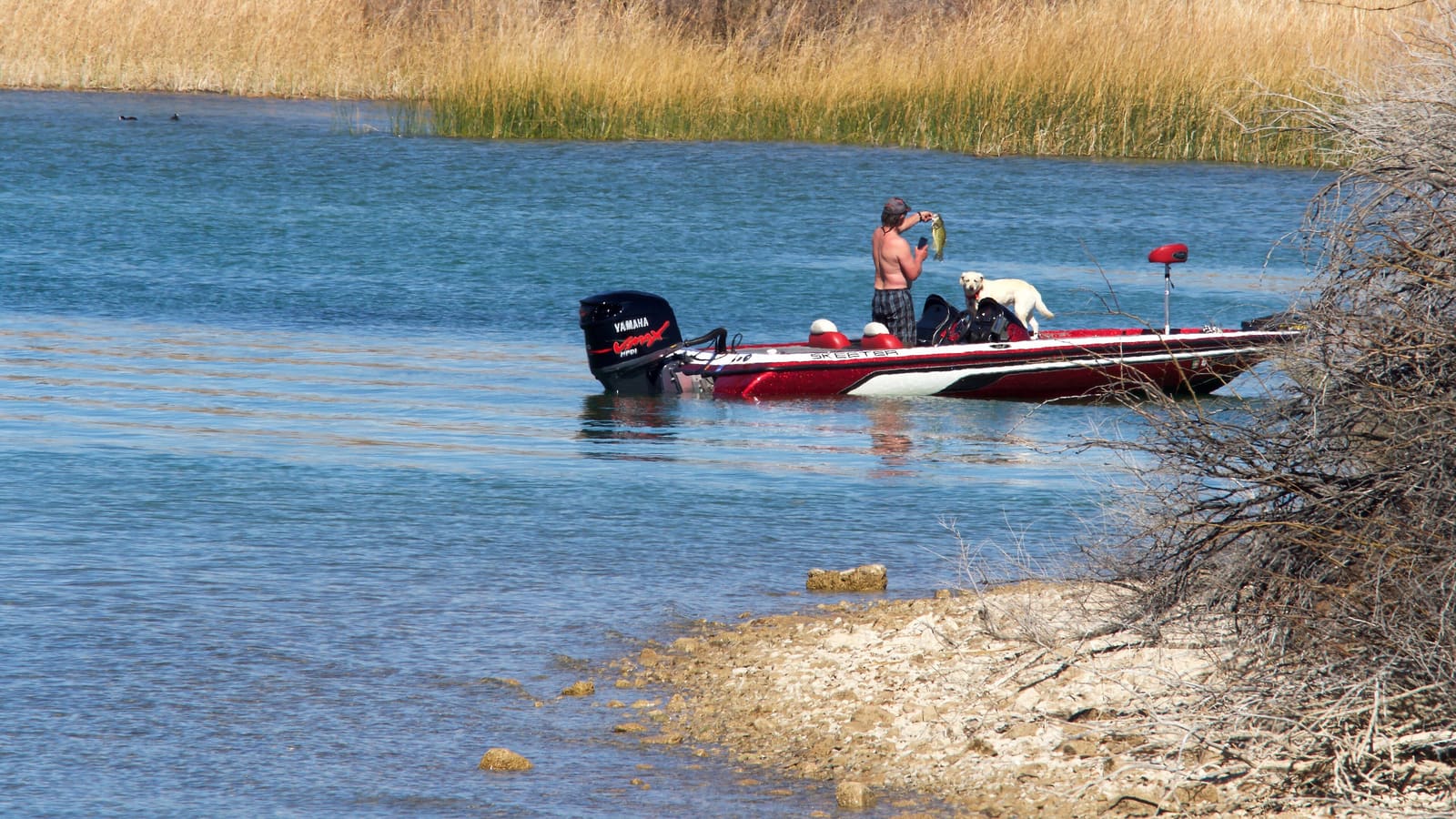 An angler holding a largemouth bass caught at Lake Havasu, Arizona