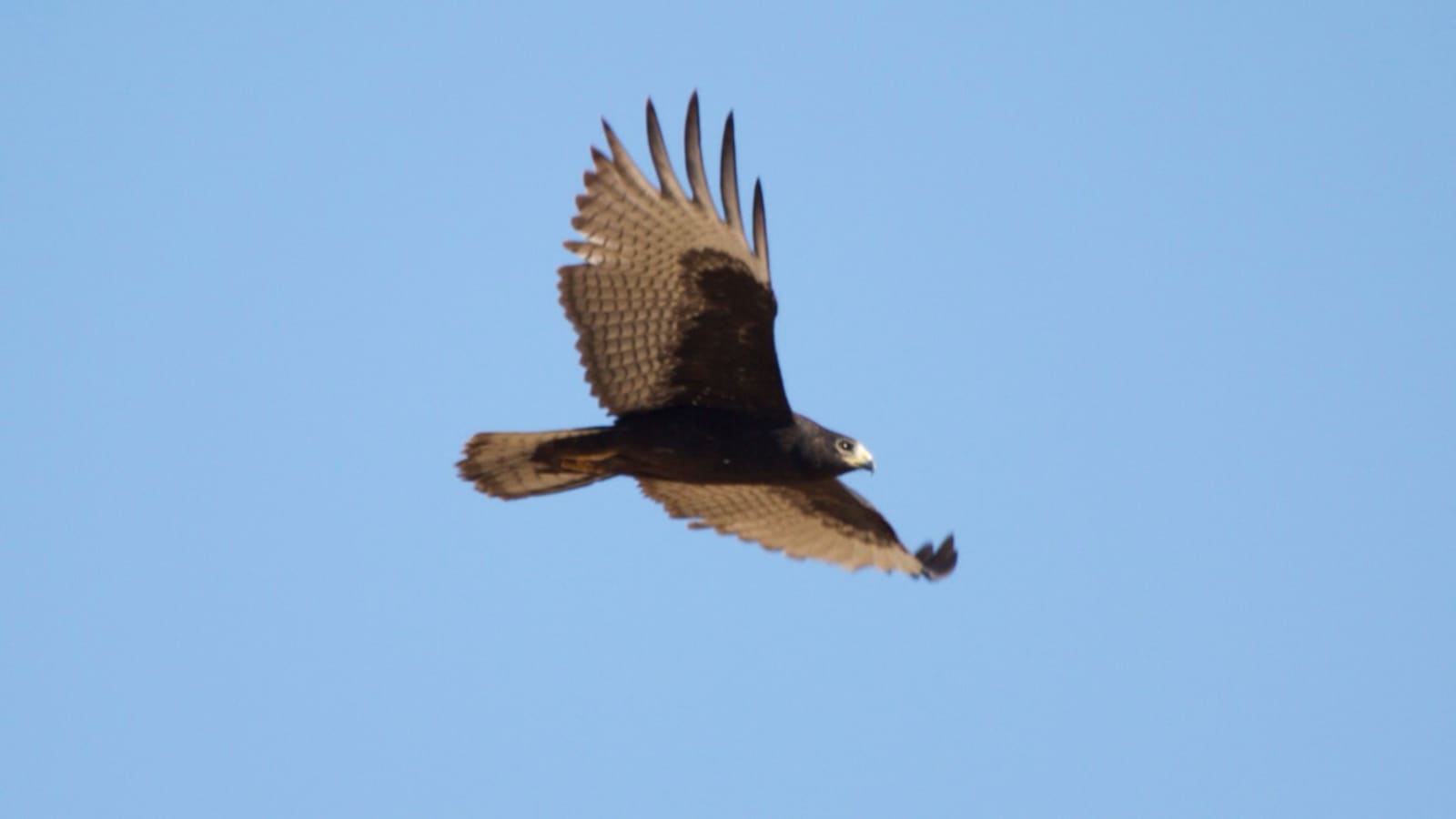 A hawk in flight against a clear sky at Lake Havasu National Wildlife Refuge
