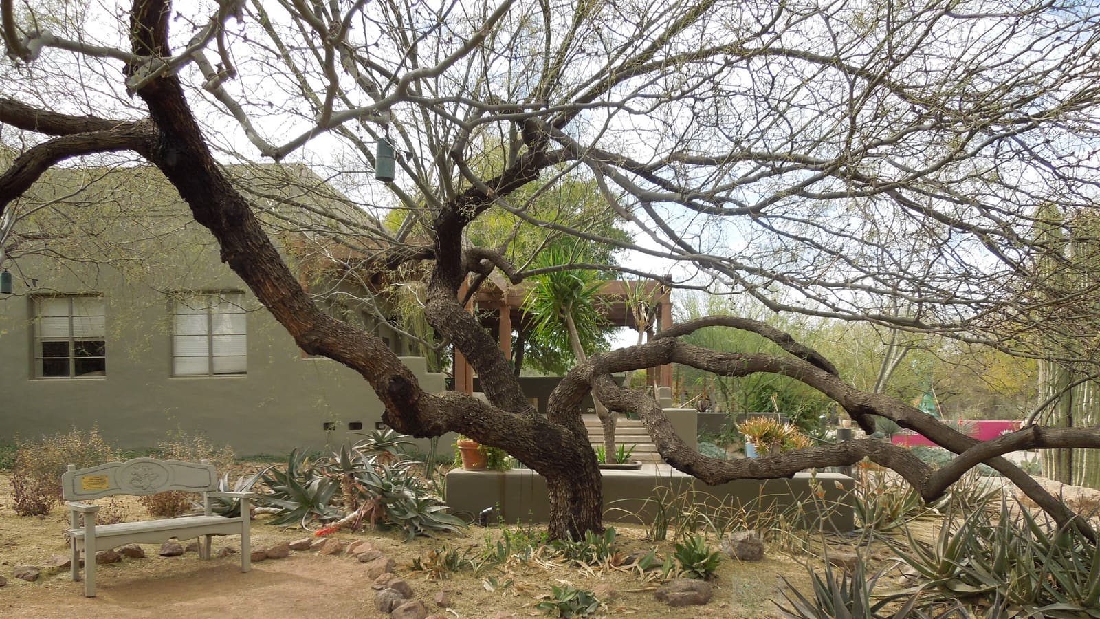 Cacti and desert plantings at the Desert Botanical Garden in Phoenix, Arizona
