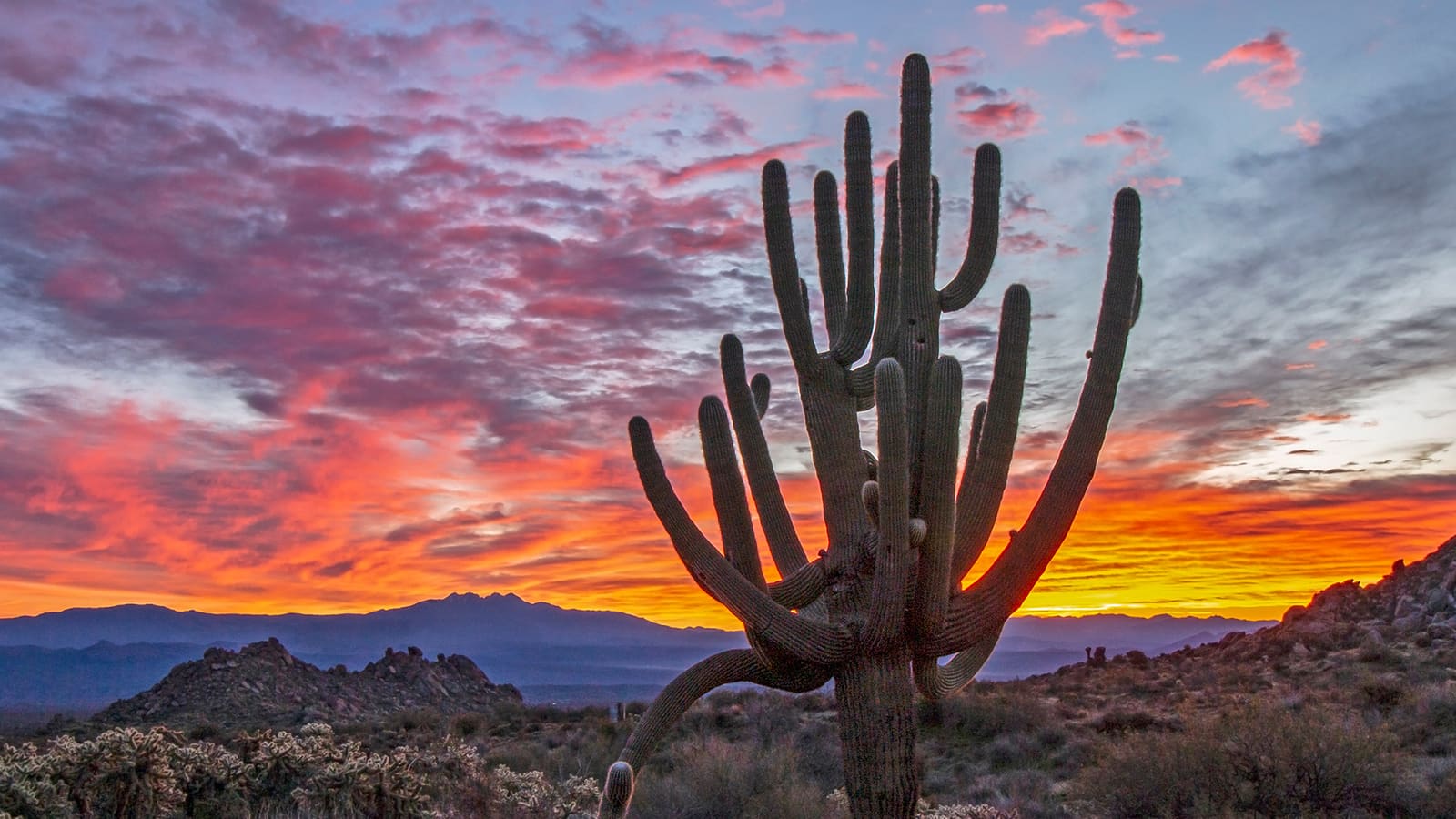 An old-growth saguaro cactus at sunrise in the desert near Phoenix, Arizona