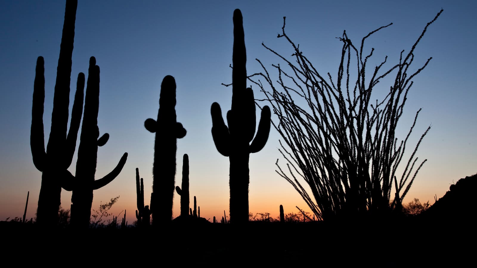 Saguaro cacti in the Sonoran Desert near Phoenix under a bright sky