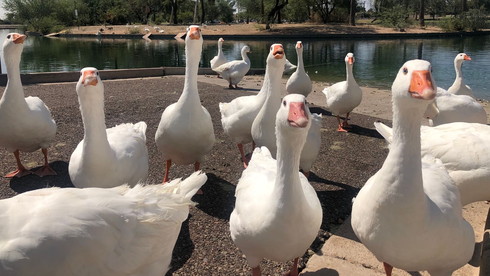 Chaparral Park in Scottsdale, Arizona, home to one of the city's off-leash dog parks