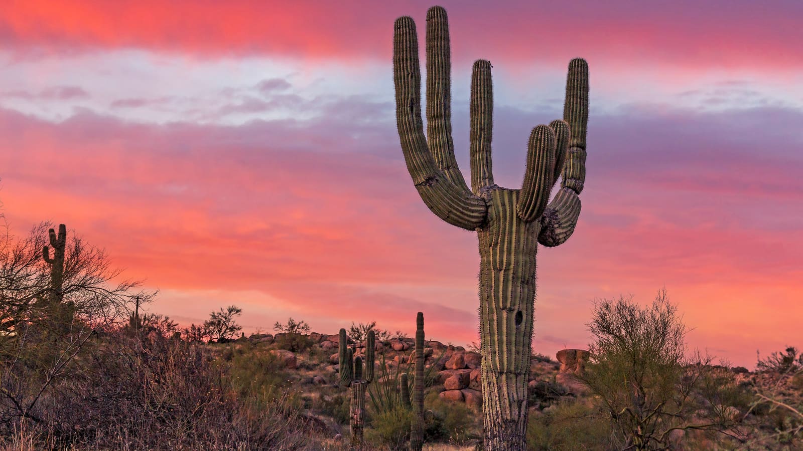 A saguaro cactus silhouetted at sunrise near a hiking trail in the McDowell Sonoran Preserve, Scottsdale, Arizona