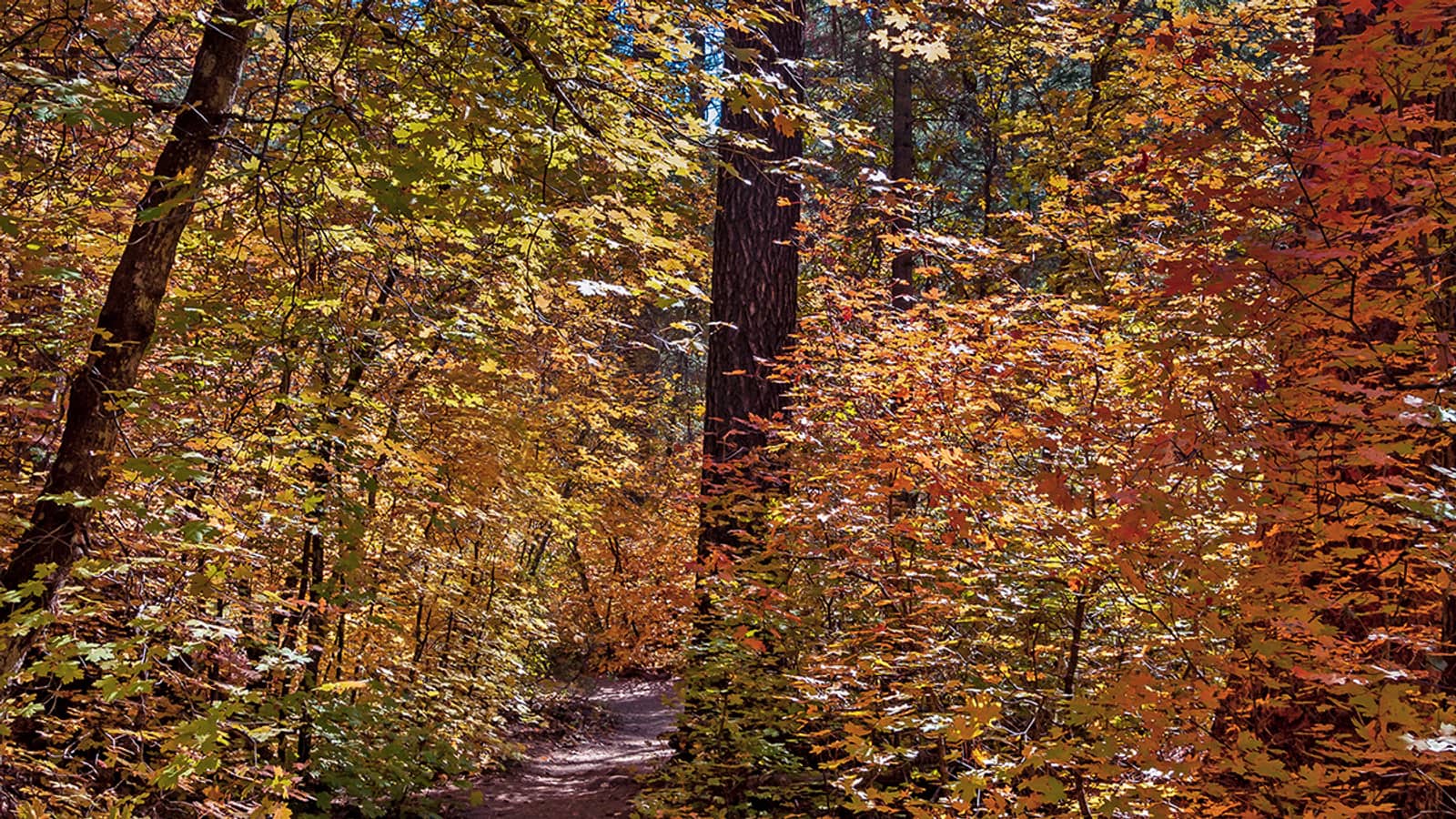 Fall foliage along the West Fork Trail in Sedona, Arizona