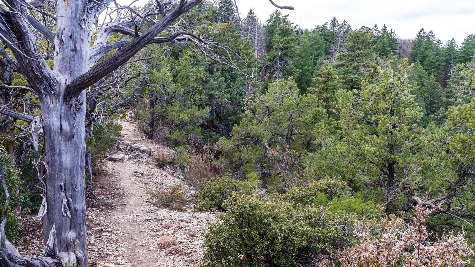 Munds Mountain Trail, a mountain-biking and hiking trail near Sedona, Arizona