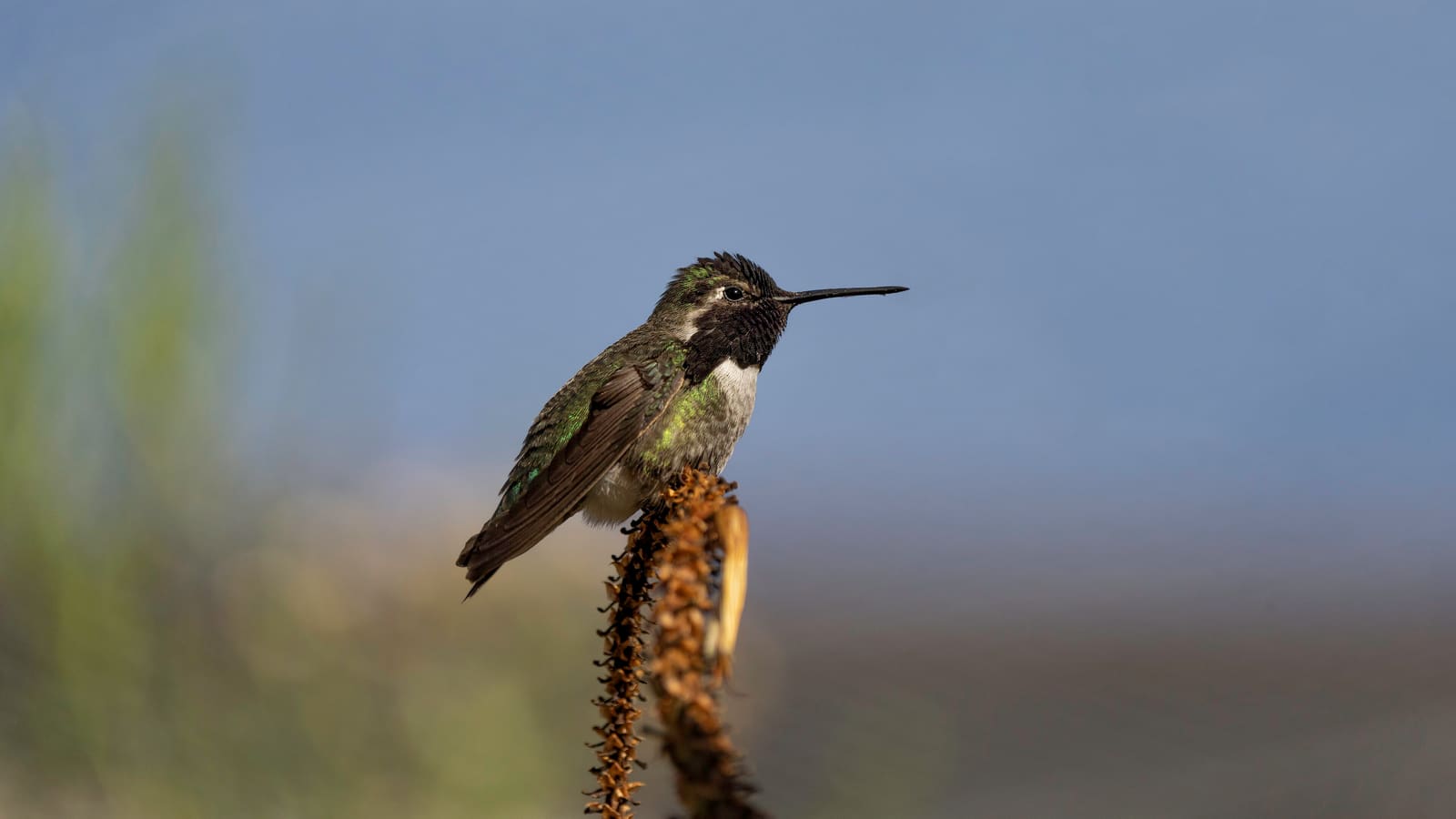 A Costa's hummingbird photographed at the Arizona-Sonora Desert Museum near Tucson