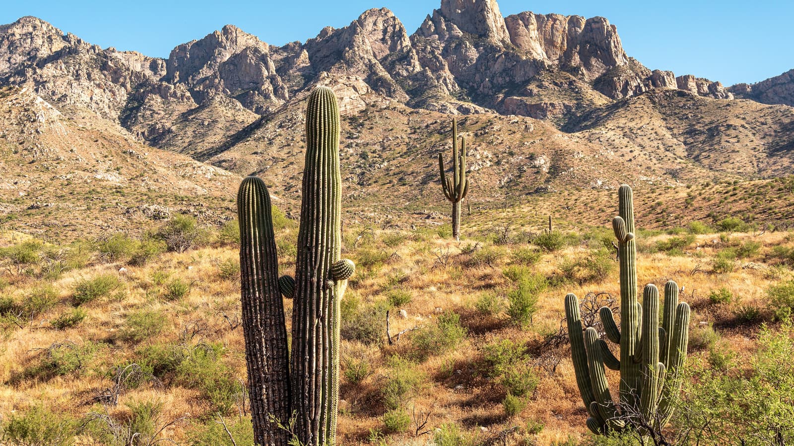 Saguaro cacti and desert terrain at Catalina State Park, Tucson, Arizona