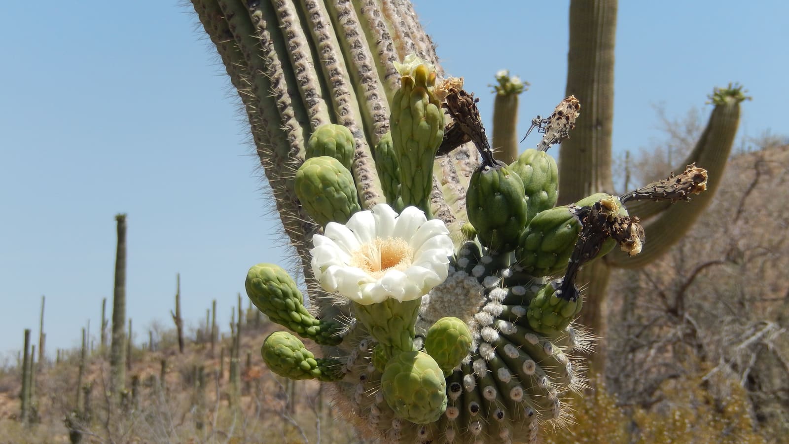 Saguaro cacti in bloom in the western district of Saguaro National Park, near Tucson, Arizona
