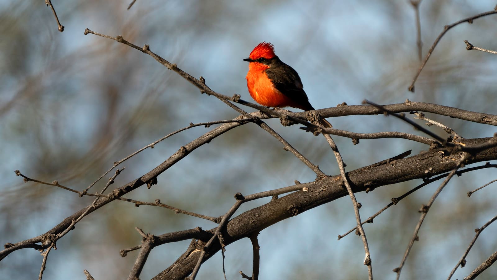 Vermilion Flycatcher perched, photographed in Tucson, Arizona