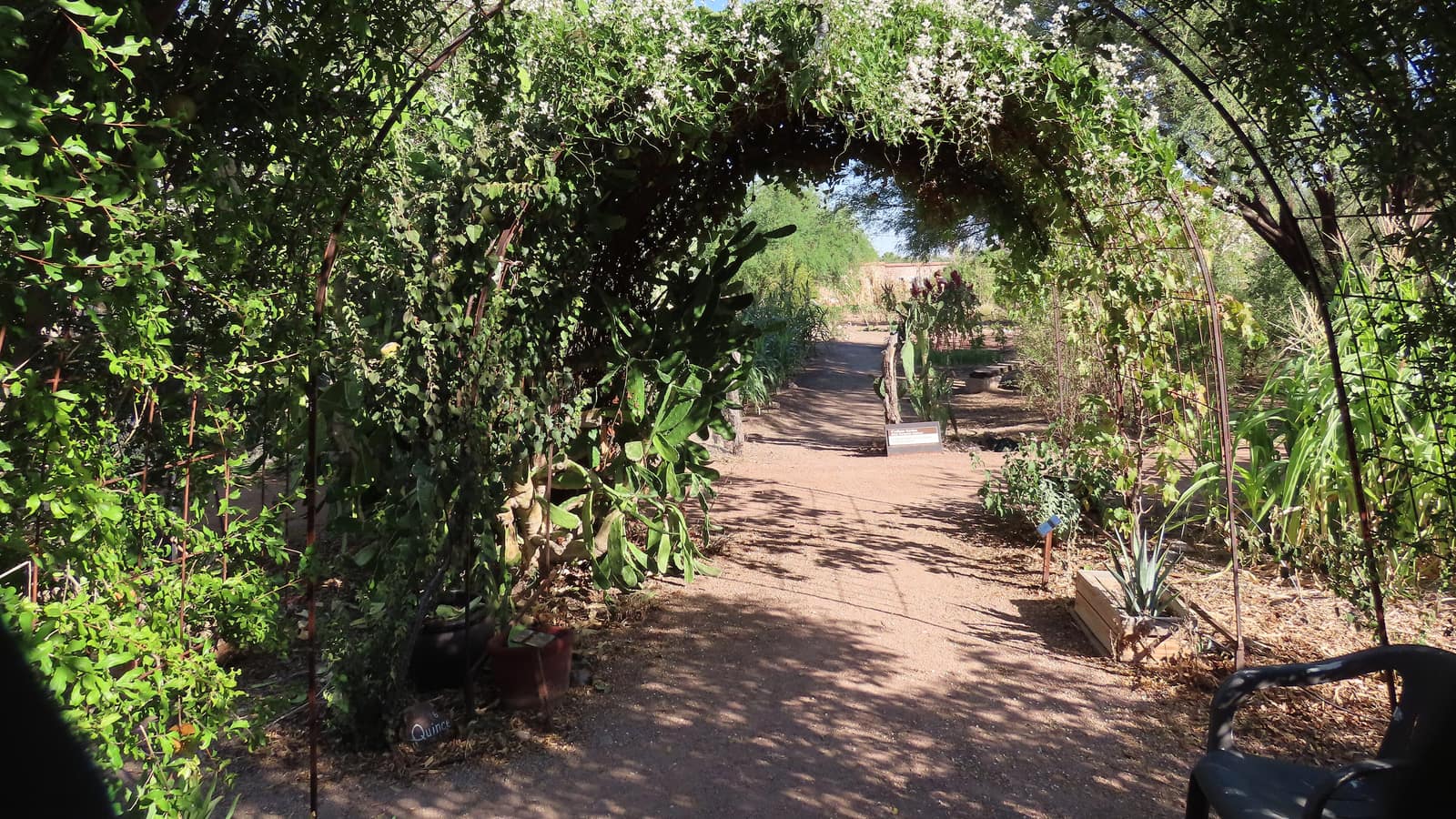 An arbor in the Mexican garden area of Mission Garden, a living agricultural museum in Tucson