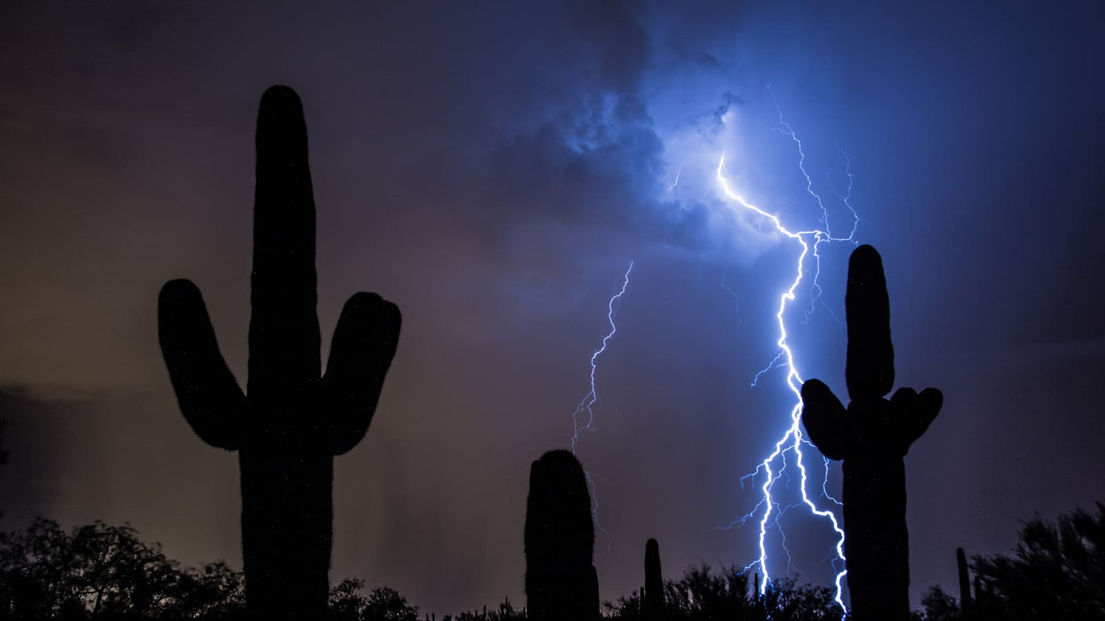 Lightning strike behind saguaro cacti during a monsoon storm near Tucson, Arizona