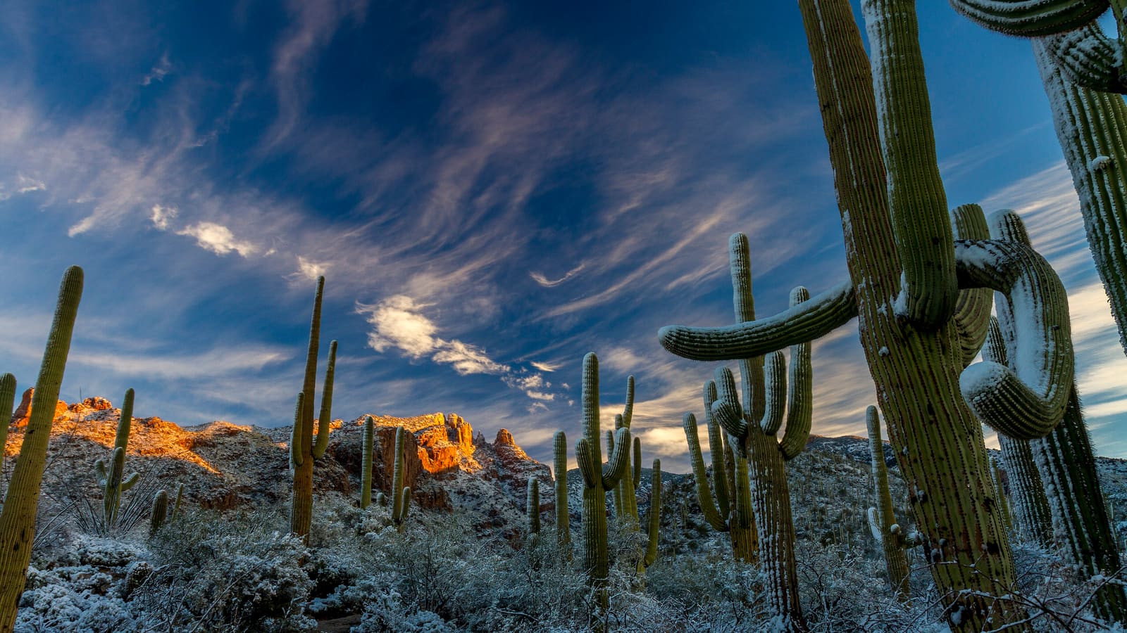 Rare snow dusting saguaro cacti in the Santa Catalina Mountains near Tucson