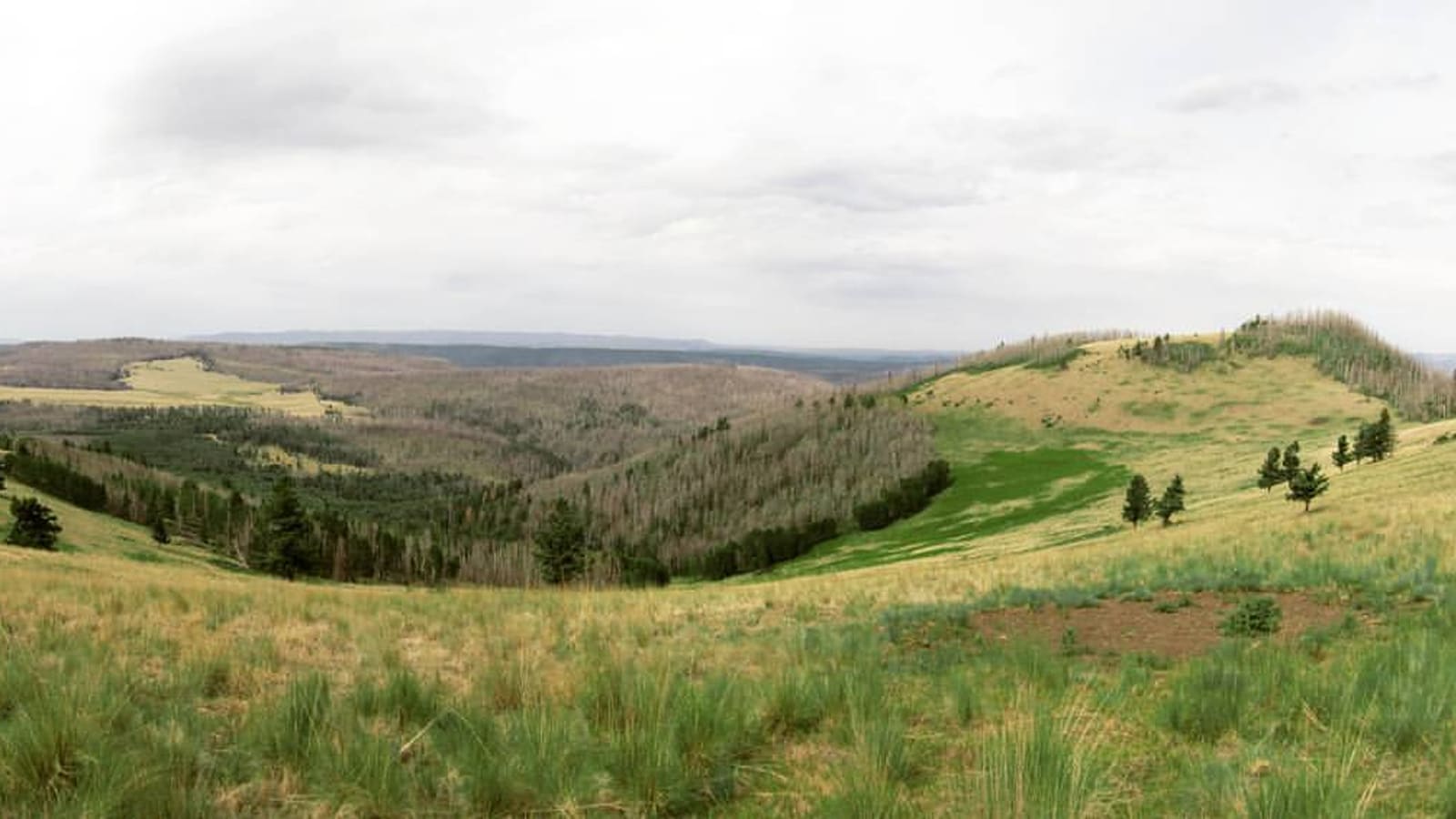 Profanity Ridge on Escudilla Mountain in the Apache-Sitgreaves National Forest, Arizona