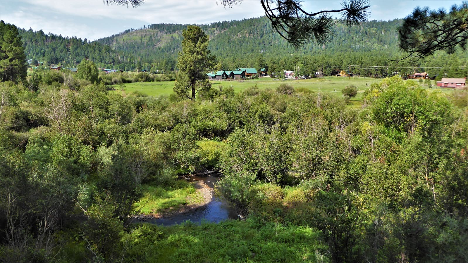 Forested meadows around the village of Greer, Arizona, in the White Mountains