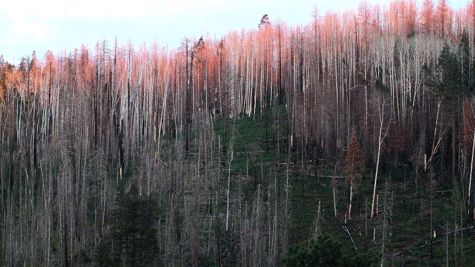 Sunset over Hannagan Meadow along the Coronado Trail in Arizona's White Mountains