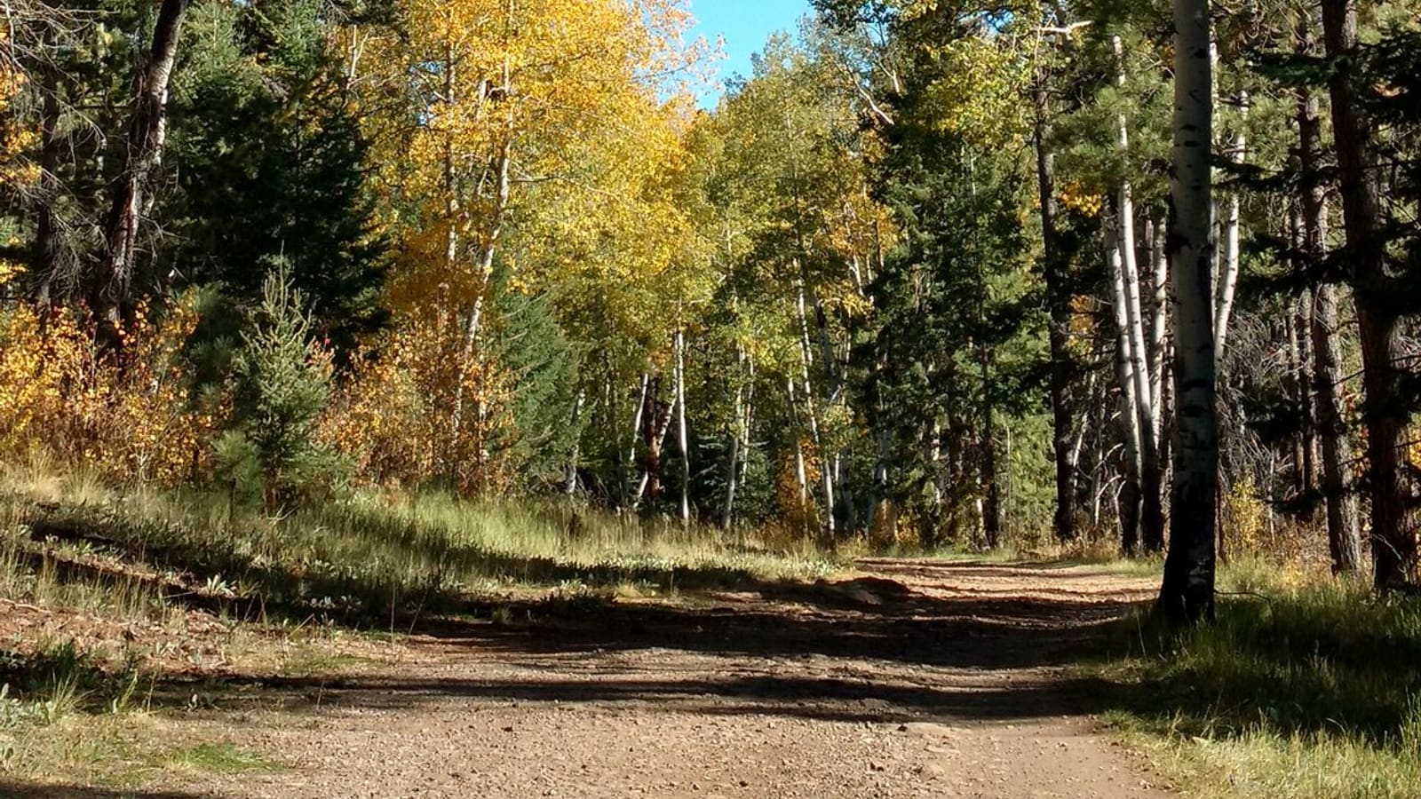 Forest landscape in the Apache-Sitgreaves National Forest, Arizona, part of the White Mountains region.
