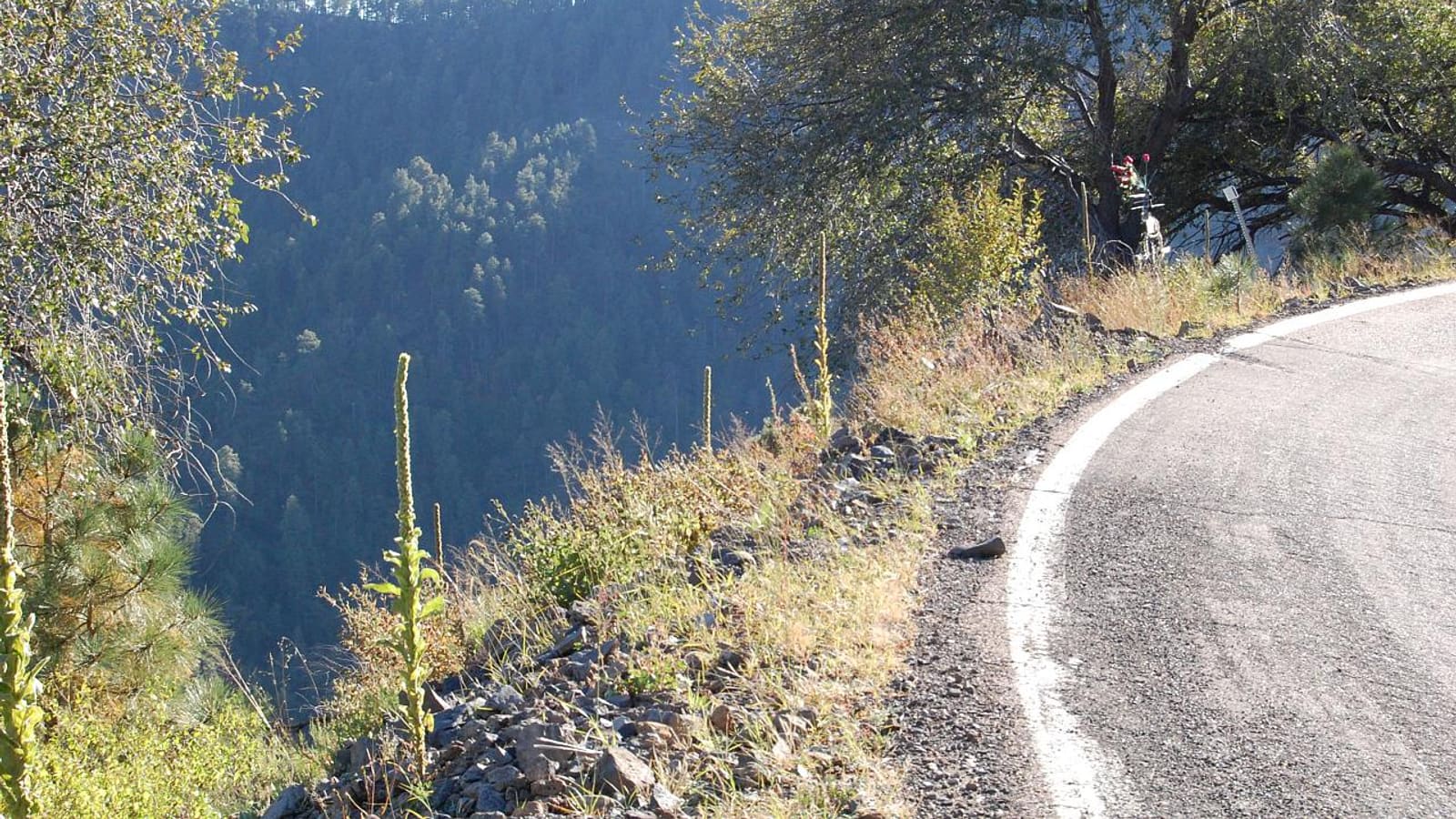 A curve on the Coronado Trail Scenic Byway in Arizona with a steep forested drop-off beside the road