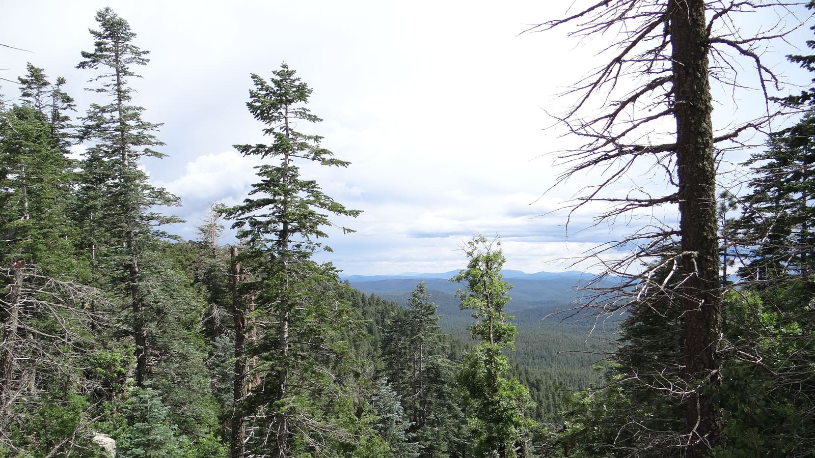 A view east from the Mogollon Rim near Arizona Highway 260 through ponderosa pine forest