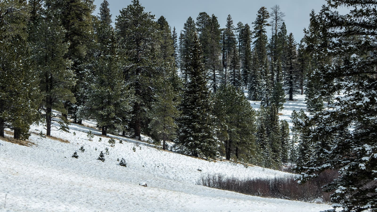 Summer at Big Lake in the Apache-Sitgreaves National Forest, Arizona