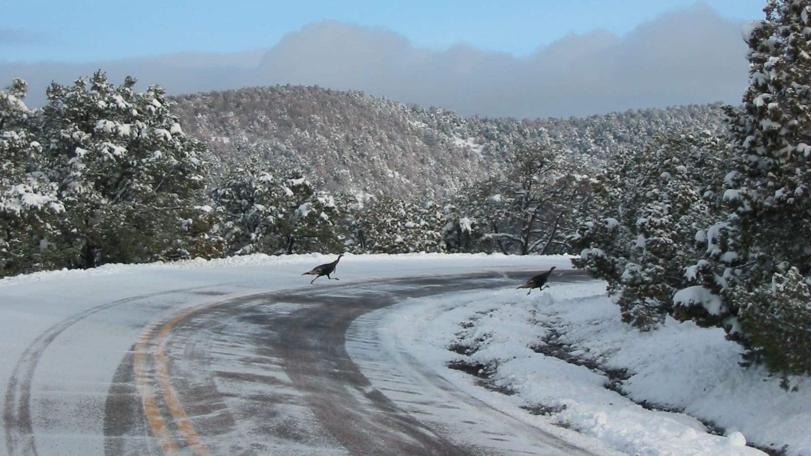 A winter scene along the Coronado Trail in Arizona's White Mountains