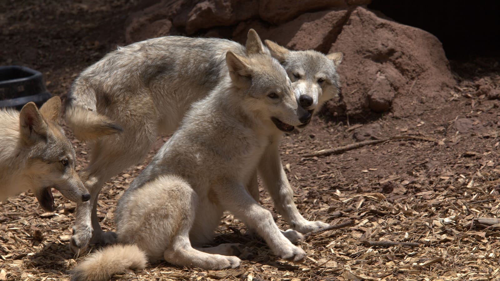 A grey wolf at Bearizona Wildlife Park in Williams, Arizona