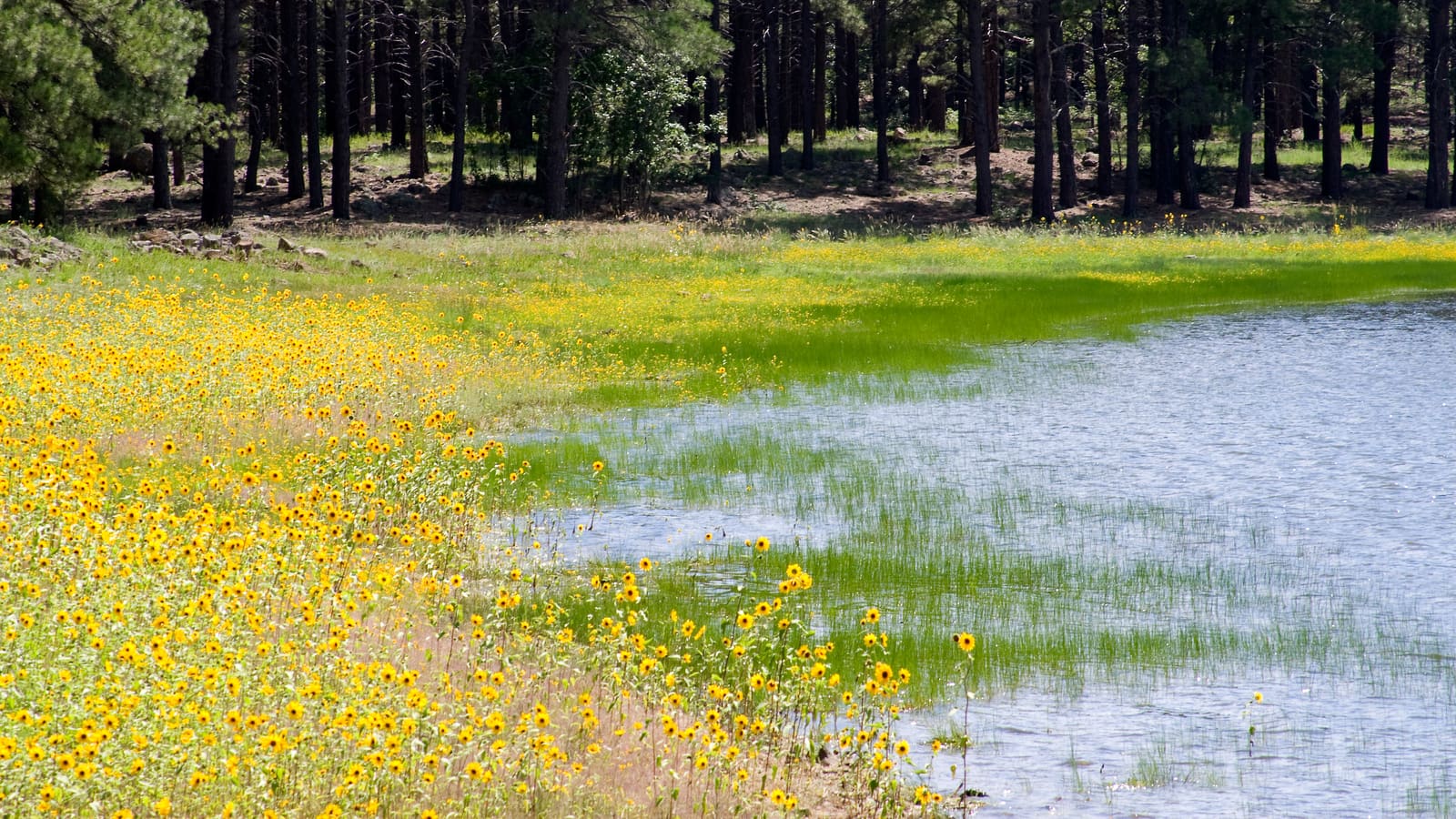 Dogtown Lake in the Williams Ranger District of the Kaibab National Forest near Williams, Arizona