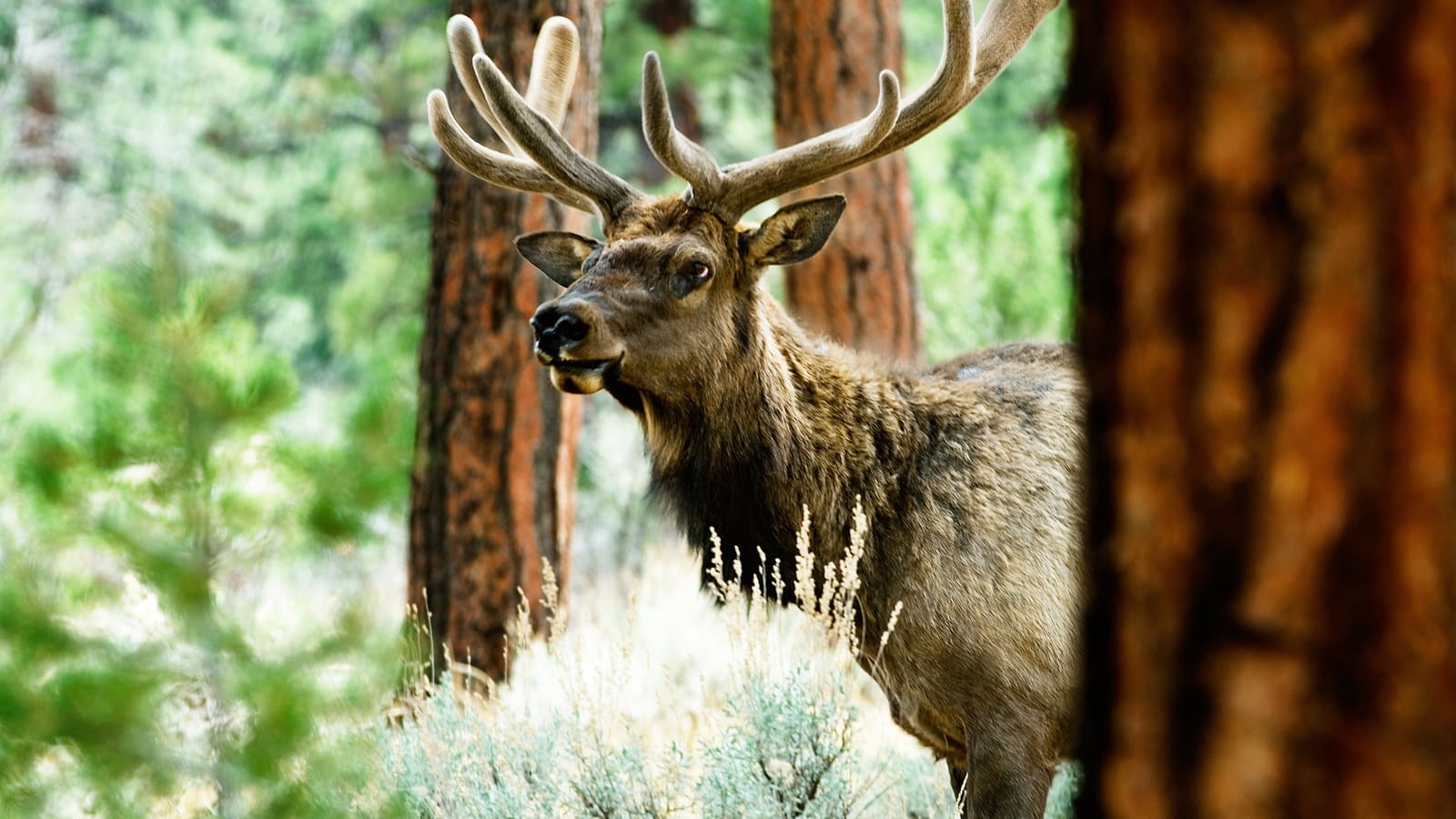 A wild bull elk standing in a forest clearing in the Kaibab National Forest, Arizona