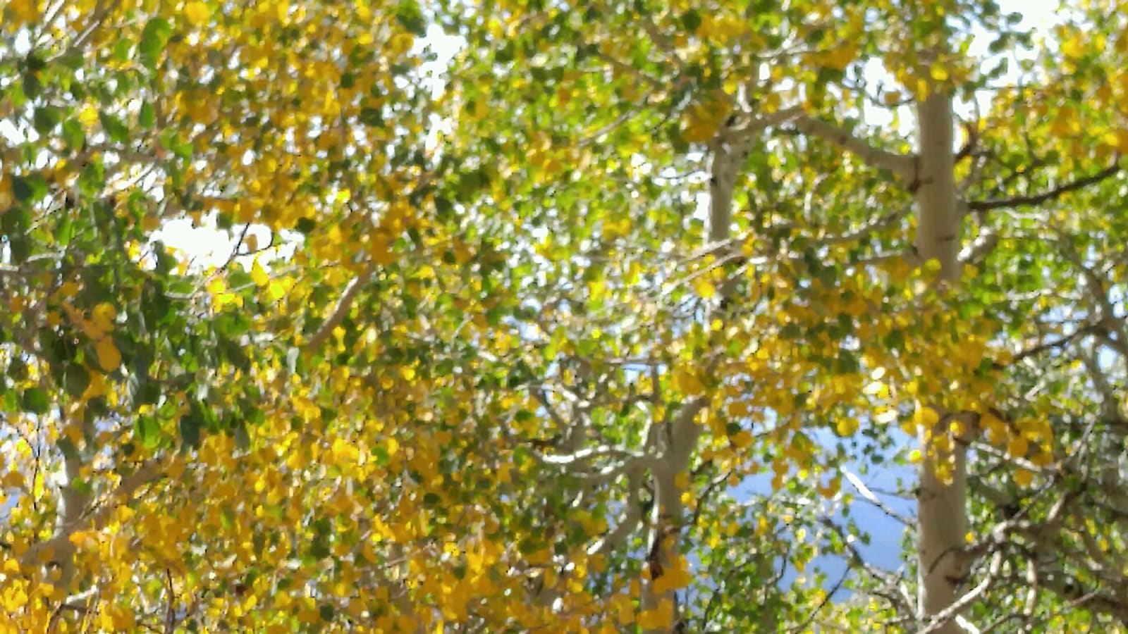 Golden aspen trees in fall color along the Bill Williams Mountain Trail near Williams, Arizona