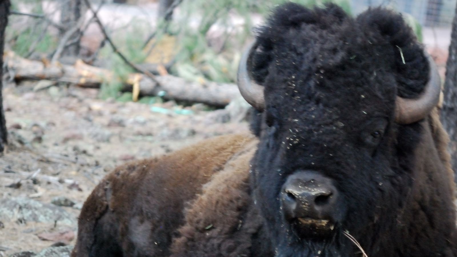 A bison at Bearizona Wildlife Park in Williams, Arizona