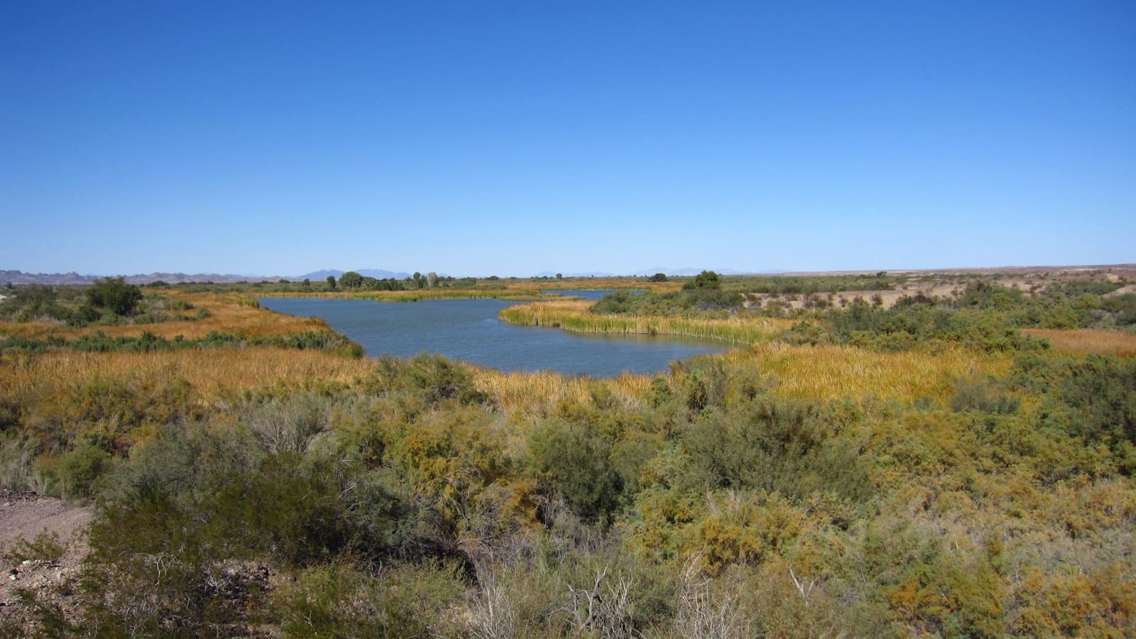 Cibola Lake at Cibola National Wildlife Refuge along the Colorado River near Yuma, Arizona