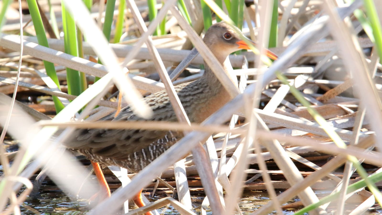 A Ridgway's rail wading in Colorado River wetlands near Yuma, Arizona