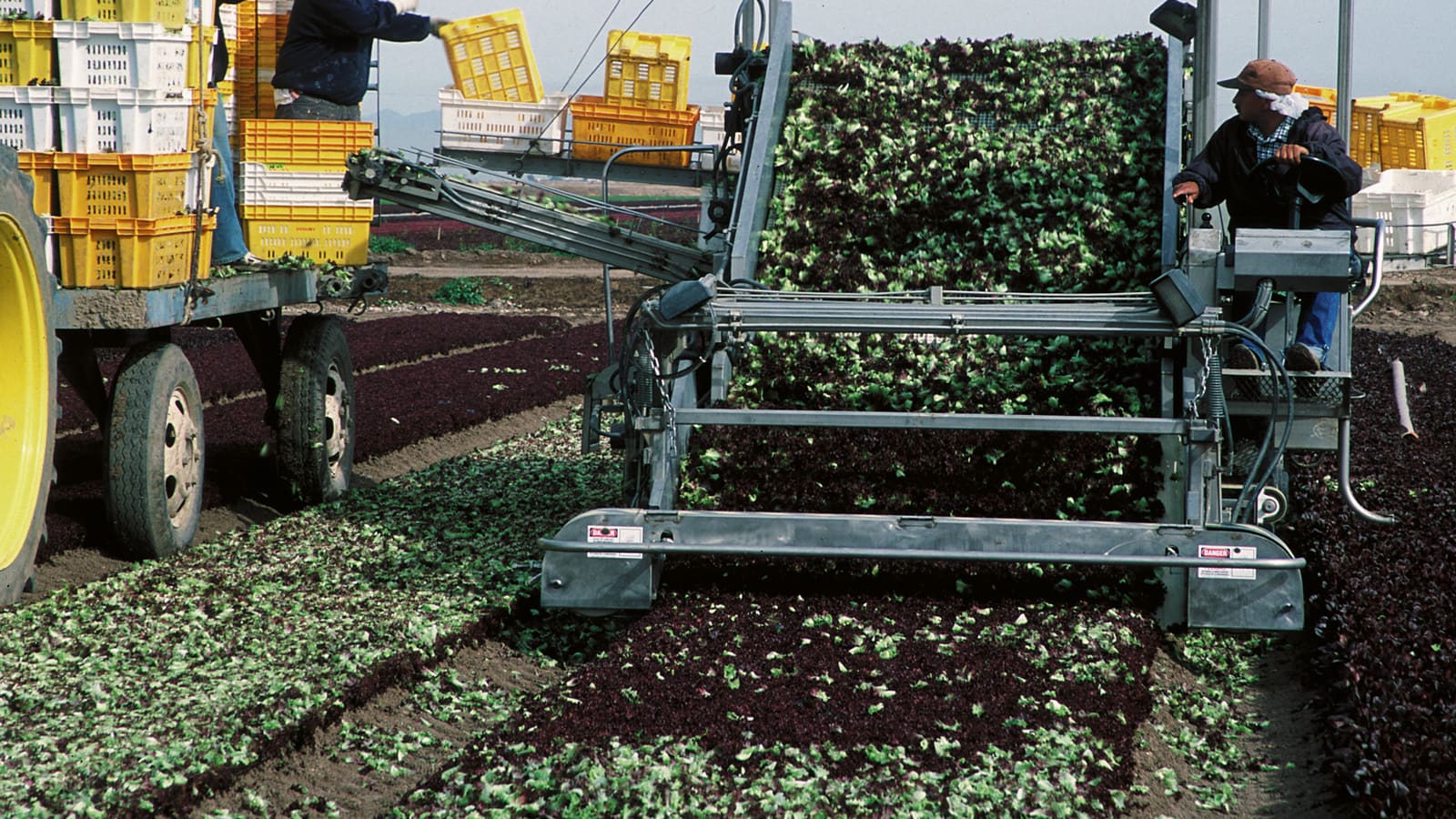 Leaf lettuce being harvested by farm equipment in the fields of Yuma, Arizona