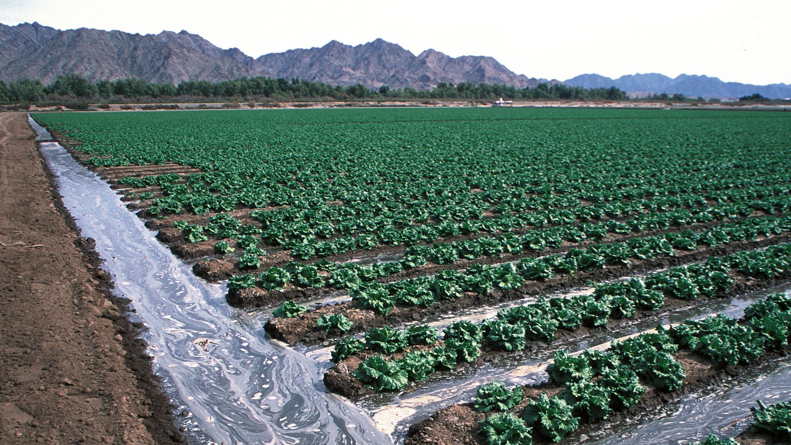 Furrow irrigation running through a winter lettuce field in Yuma, Arizona