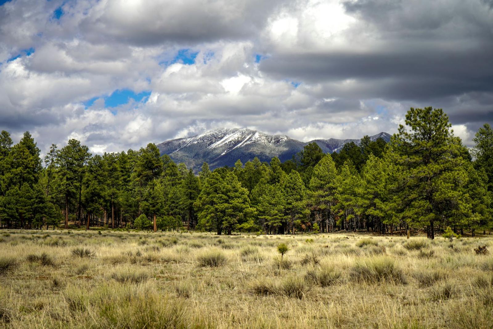 Snow-touched peak above a Ponderosa pine forest in Arizona's White Mountains high country